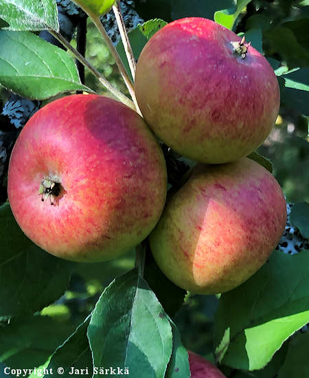 Malus domestica 'Grenman'